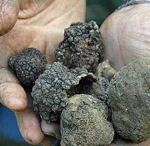 Il tartufo in Valtiberina