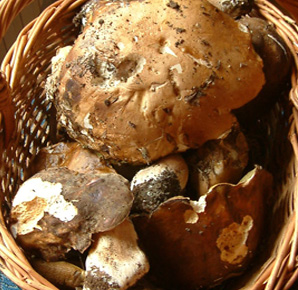 Funghi porcini