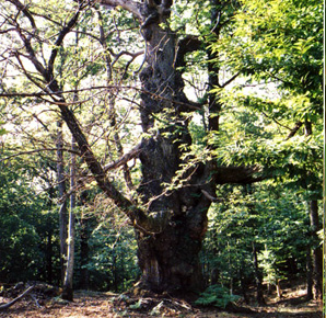 castagno secolare