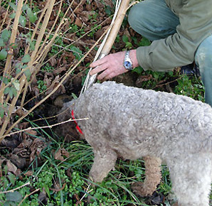 Ricerca Tartufo